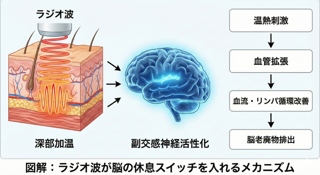 ラジオ波による深部加温が脳疲労をリラックスさせ効果を生むメカニズムの図解