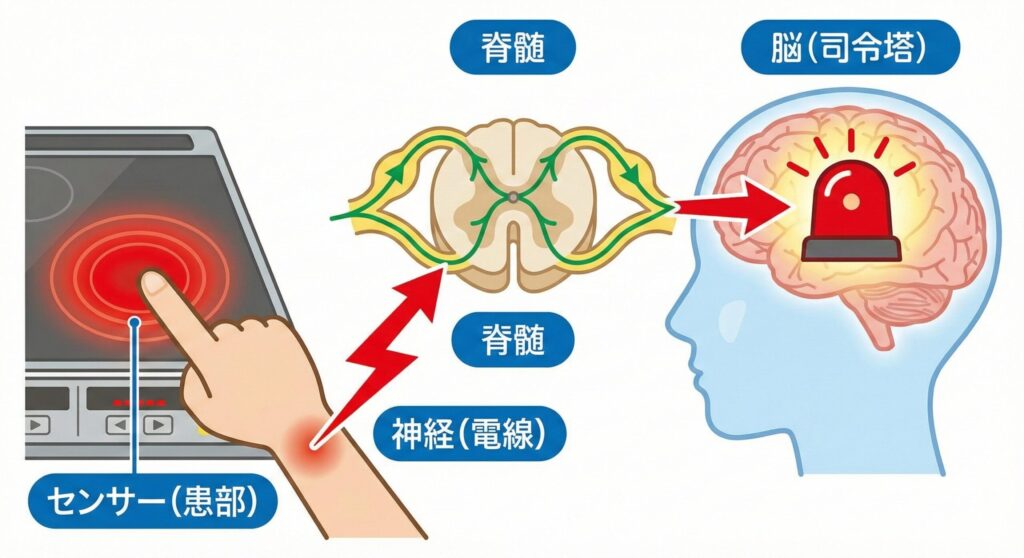 痛みが患部から神経、脊髄を通って脳に伝わるまでの仕組みを示した図解イラスト。