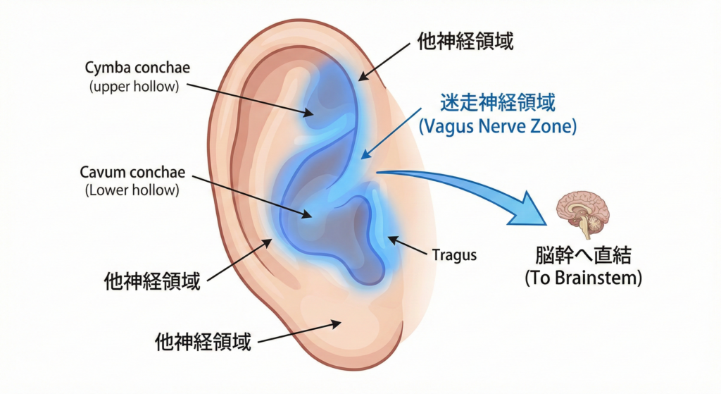 人の耳介(耳たぶ)の解剖図。耳甲介艇、耳甲介腔、耳珠といった迷走神経耳介枝(ABVN)が分布する領域を青色でハイライトし、そこへの刺激が脳幹へ直結することを示した医療イラスト。