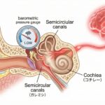 天気痛の原因となる内耳の気圧センサーと、低気圧の信号が脳に伝わり自律神経を刺激する仕組みの医学イラスト。